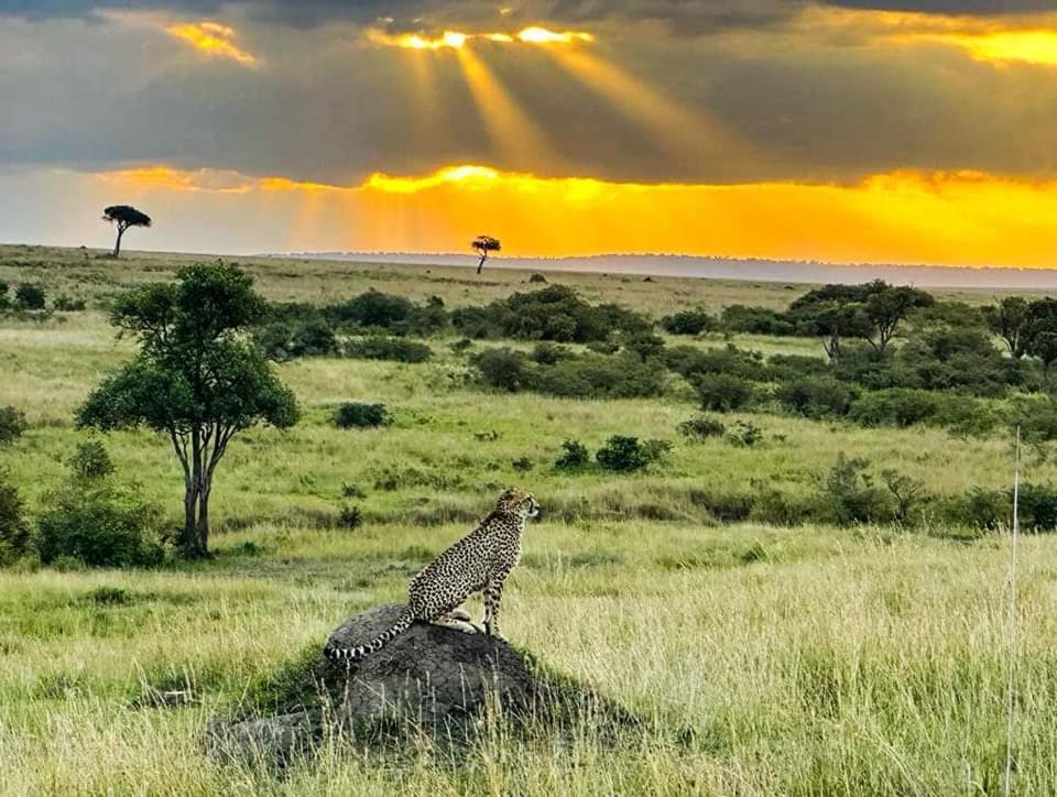 Hotel Leruk Maasai Mara Camp Sekenani Exteriér fotografie