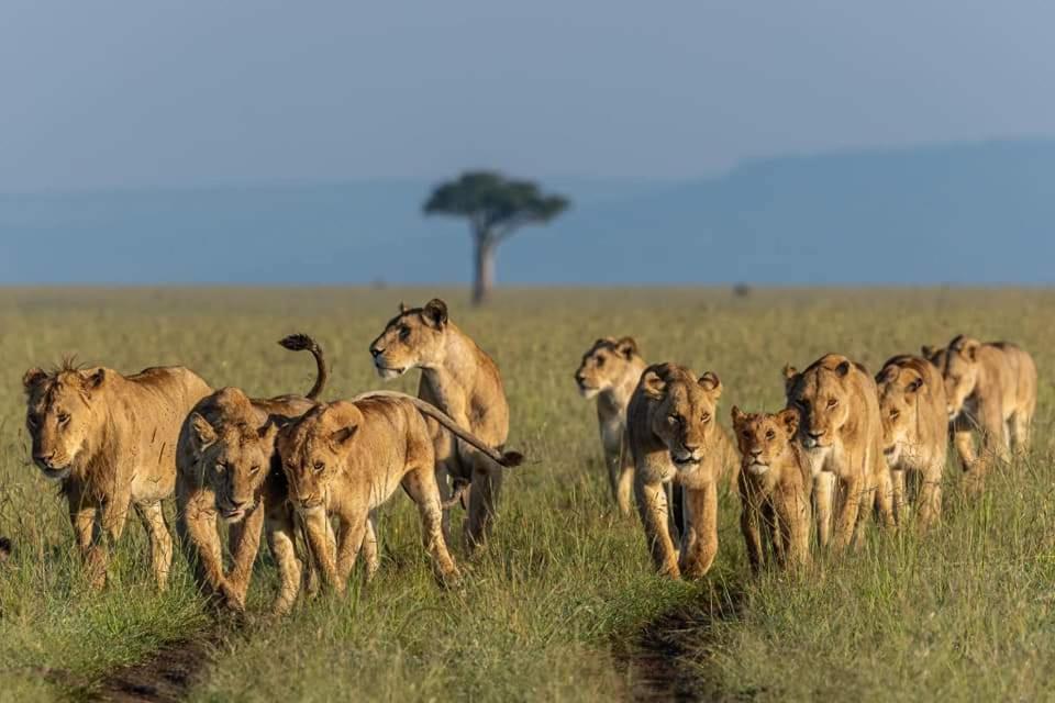 Hotel Leruk Maasai Mara Camp Sekenani Exteriér fotografie