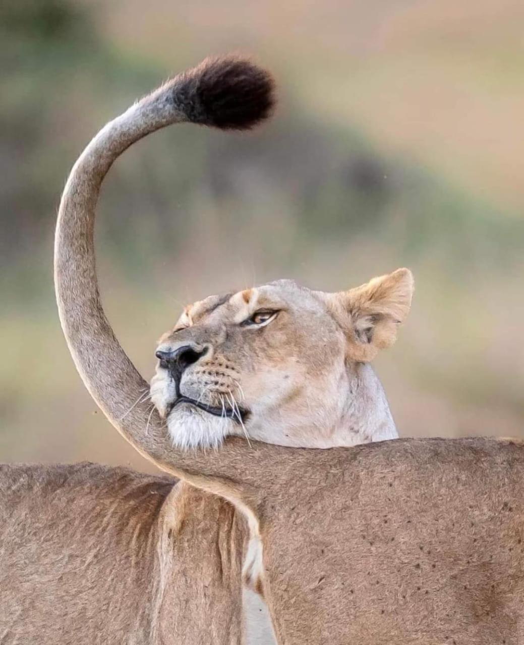 Hotel Leruk Maasai Mara Camp Sekenani Exteriér fotografie