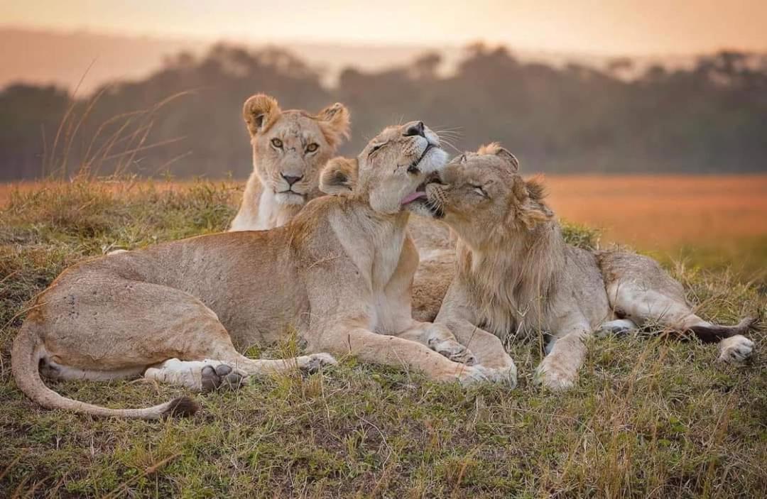 Hotel Leruk Maasai Mara Camp Sekenani Exteriér fotografie