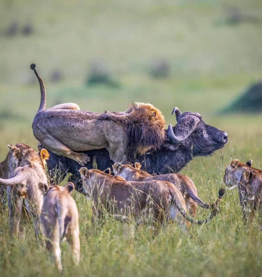 Hotel Leruk Maasai Mara Camp Sekenani Exteriér fotografie