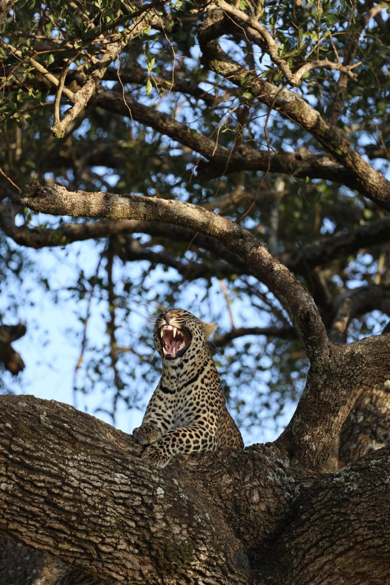 Hotel Leruk Maasai Mara Camp Sekenani Exteriér fotografie